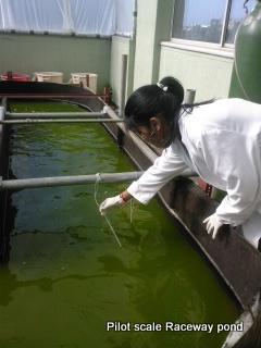 Raceway pond: pilot scale